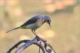 <p>KONIPAS HORSKÝ (Motacilla cinerea) /Grey wagtail - Gebürgsstelze/</p>